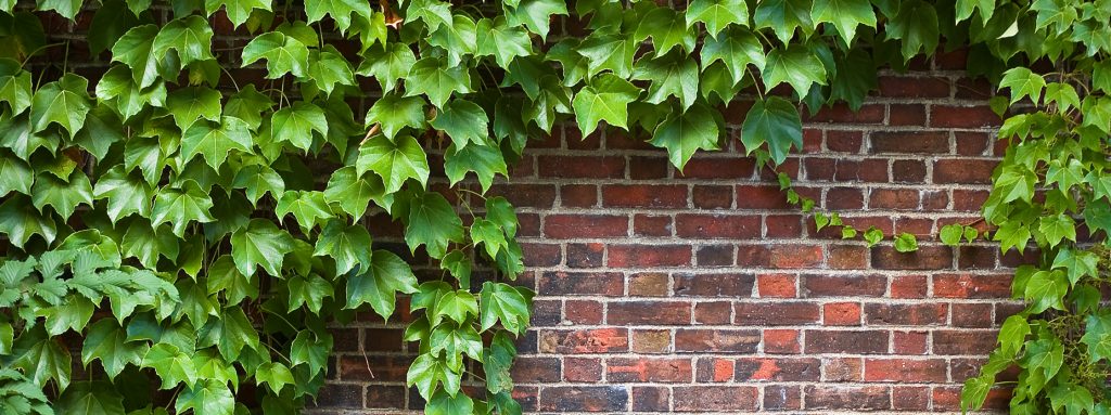 brick wall covered in ivy